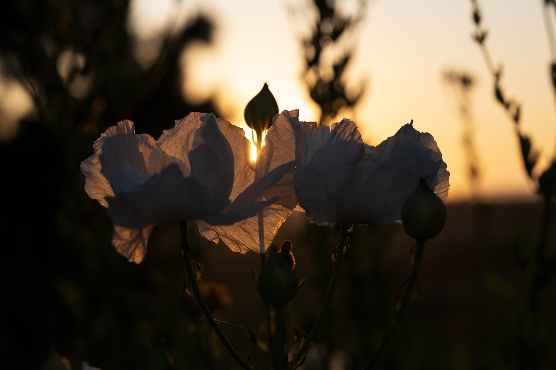 White poppies backlit by the setting sun, buds and petals glowing