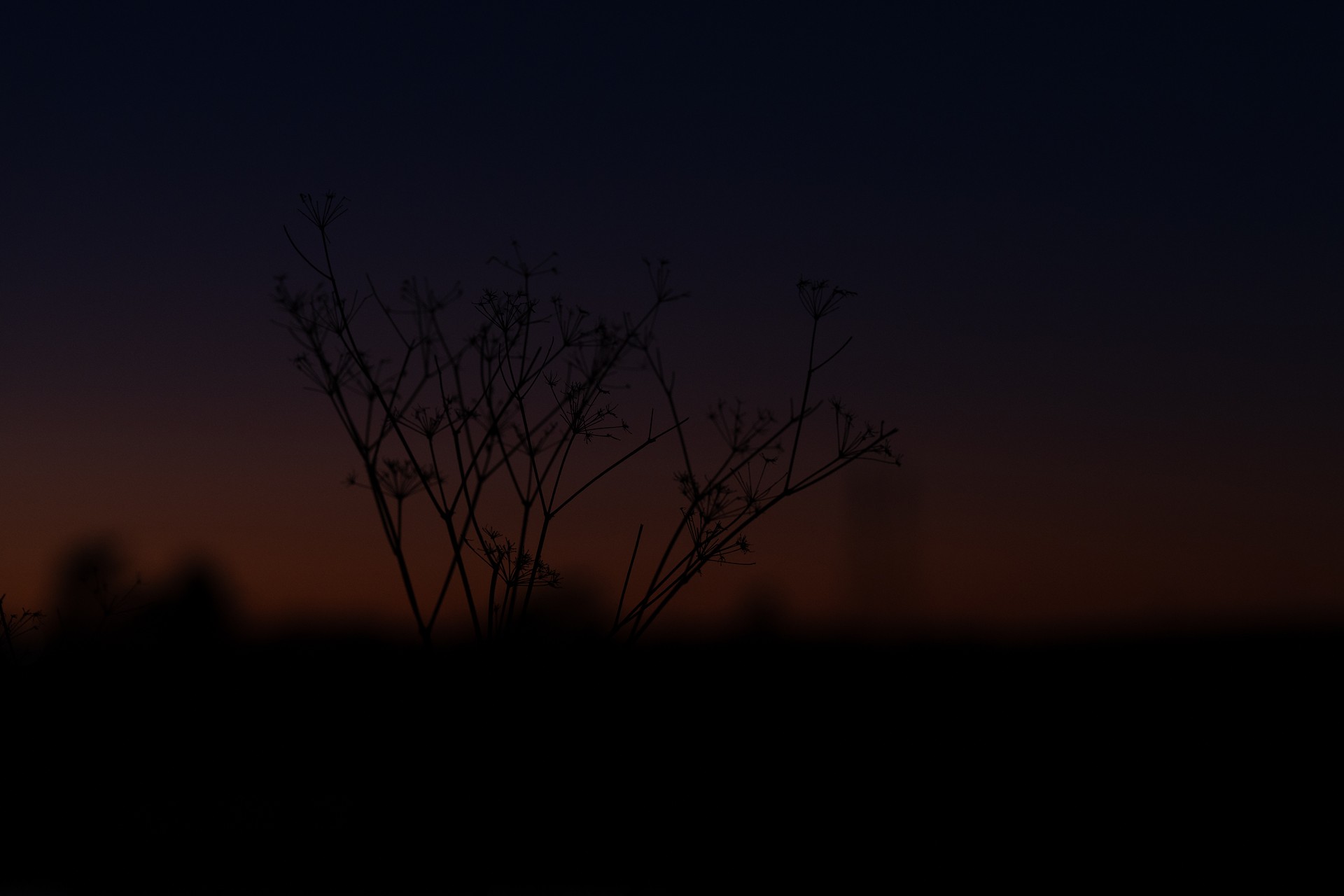 Dried wildflower stems silhouetted against a deep twilight gradient