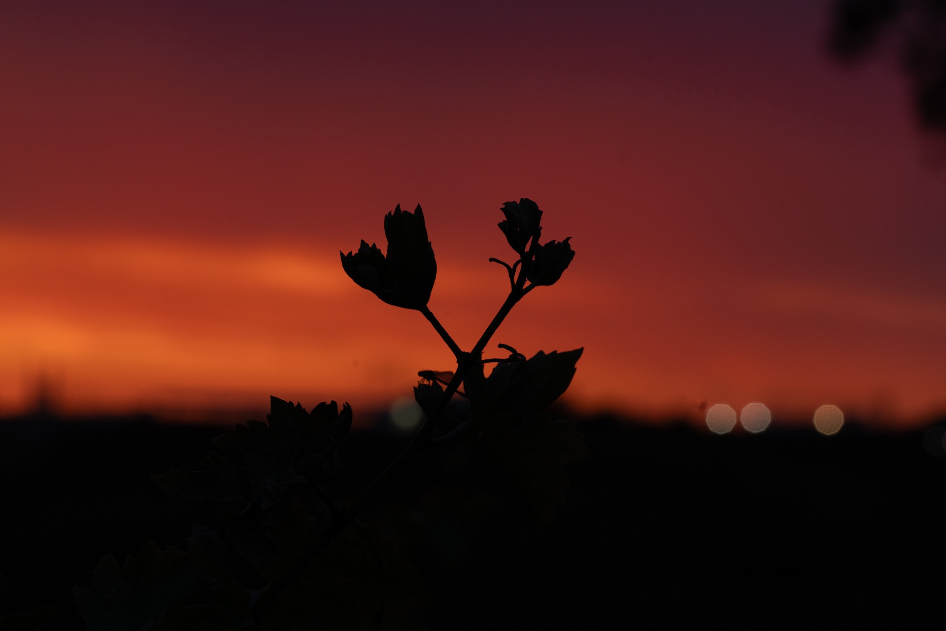 Flower buds silhouetted against a vivid orange and red sunset, distant bokeh lights
