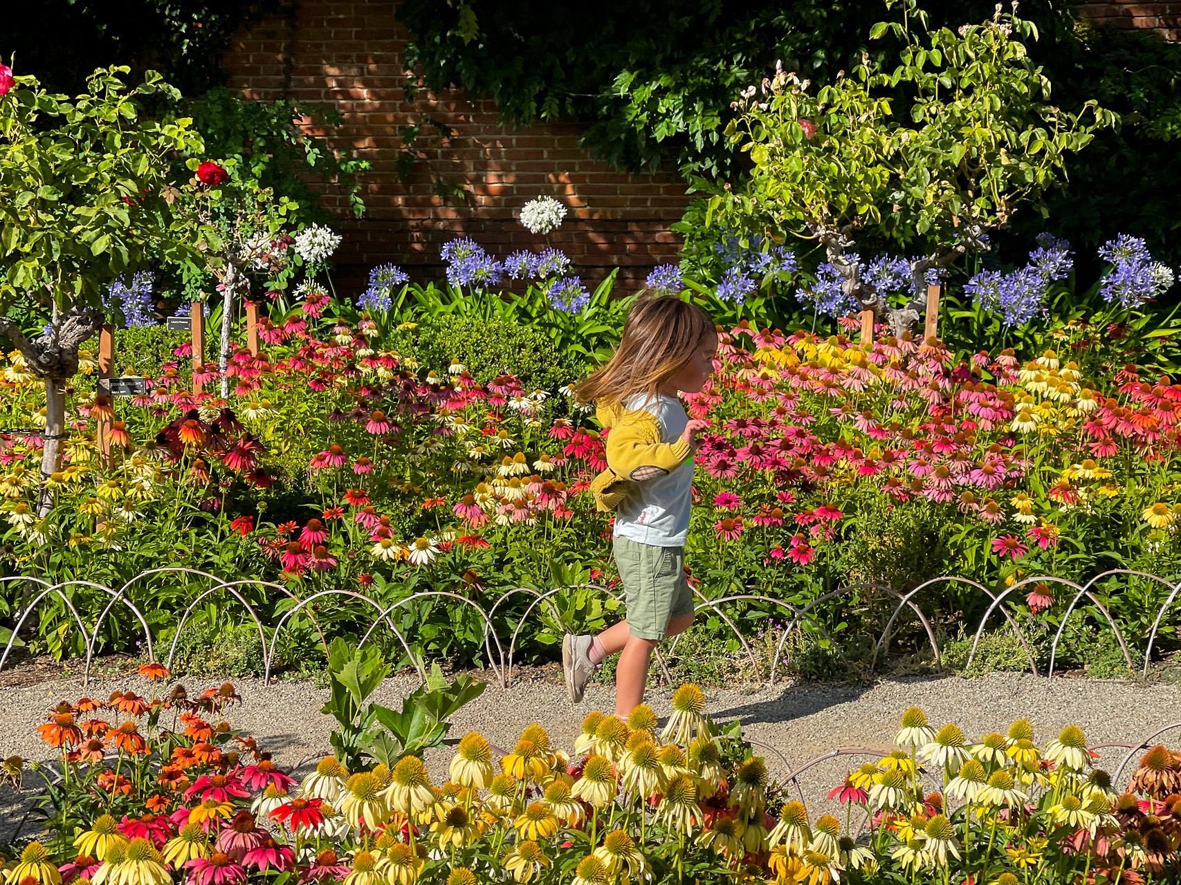 Child walking through a lush flower garden in full summer bloom